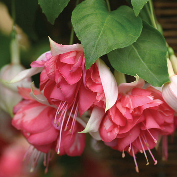 Fuchsia Southern Belles Peachy