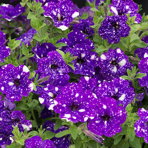 Petunia "Night Sky"