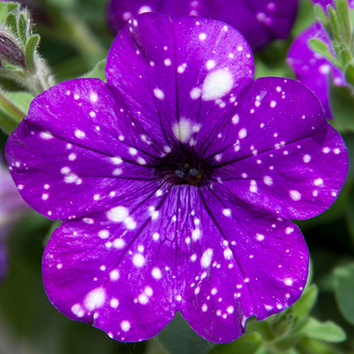 Petunia "Night Sky"