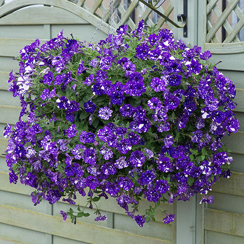 Petunia "Night Sky"