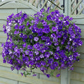 Petunia "Night Sky"