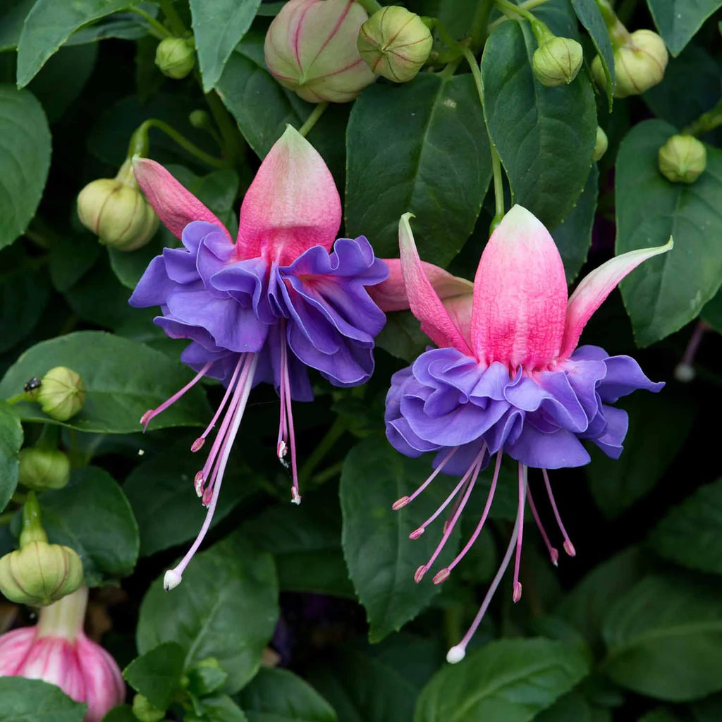 Fuchsia Southern Belles Cecile