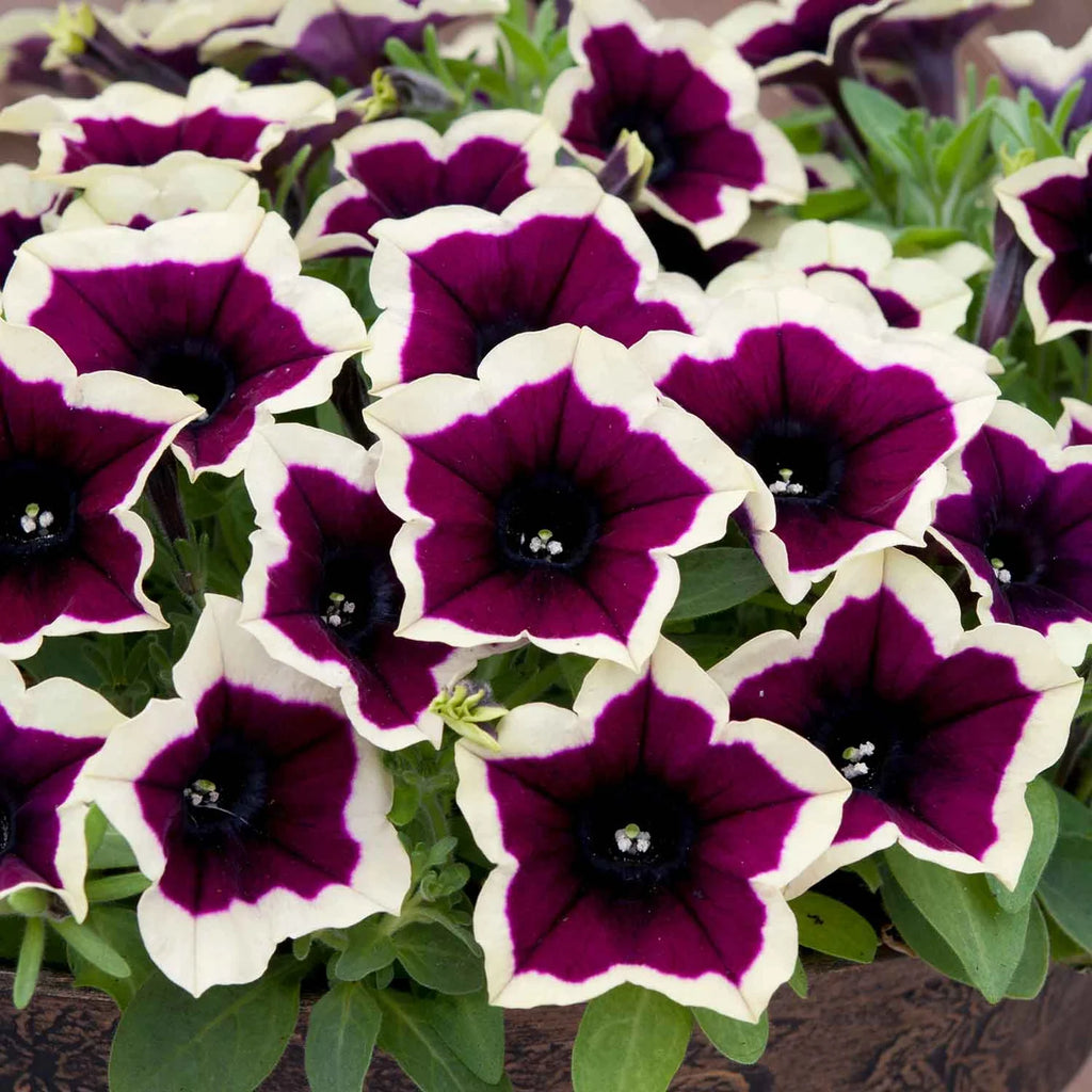 Petunia Cascadias Rim Majenta