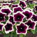 Petunia Cascadias Rim Majenta