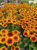 Rudbeckia Rudy Mini Yellow Orange