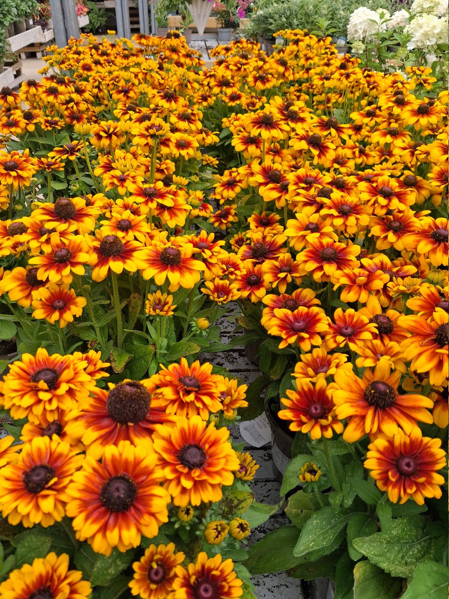 Rudbeckia Rudy Mini Yellow Orange