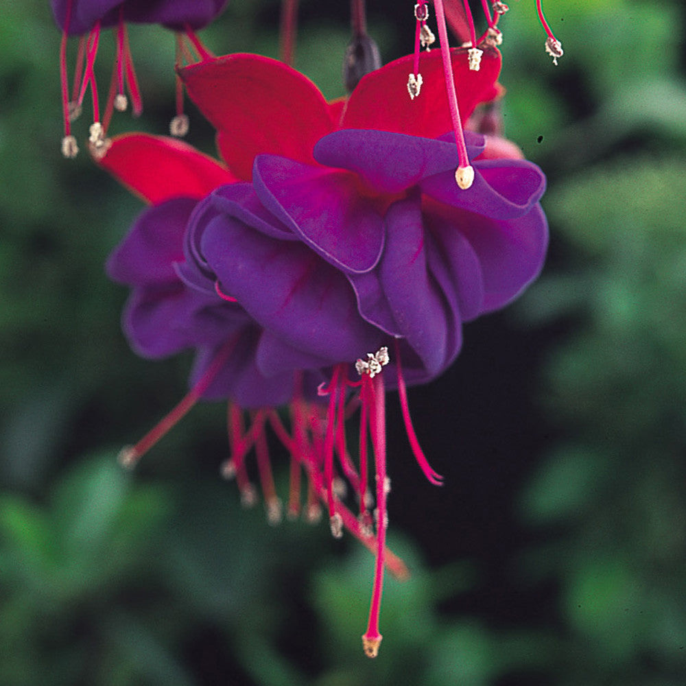 Fuchsia Upright Dollar Princess