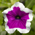 Petunia Purple Picotee