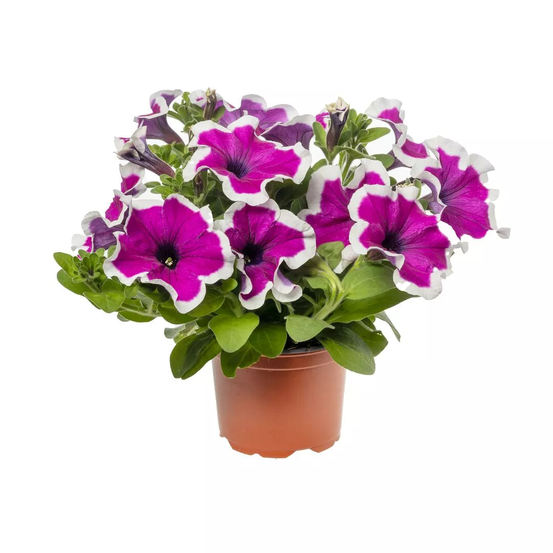Petunia Purple Picotee