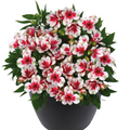 Alstroemeria Inticancha Maya
