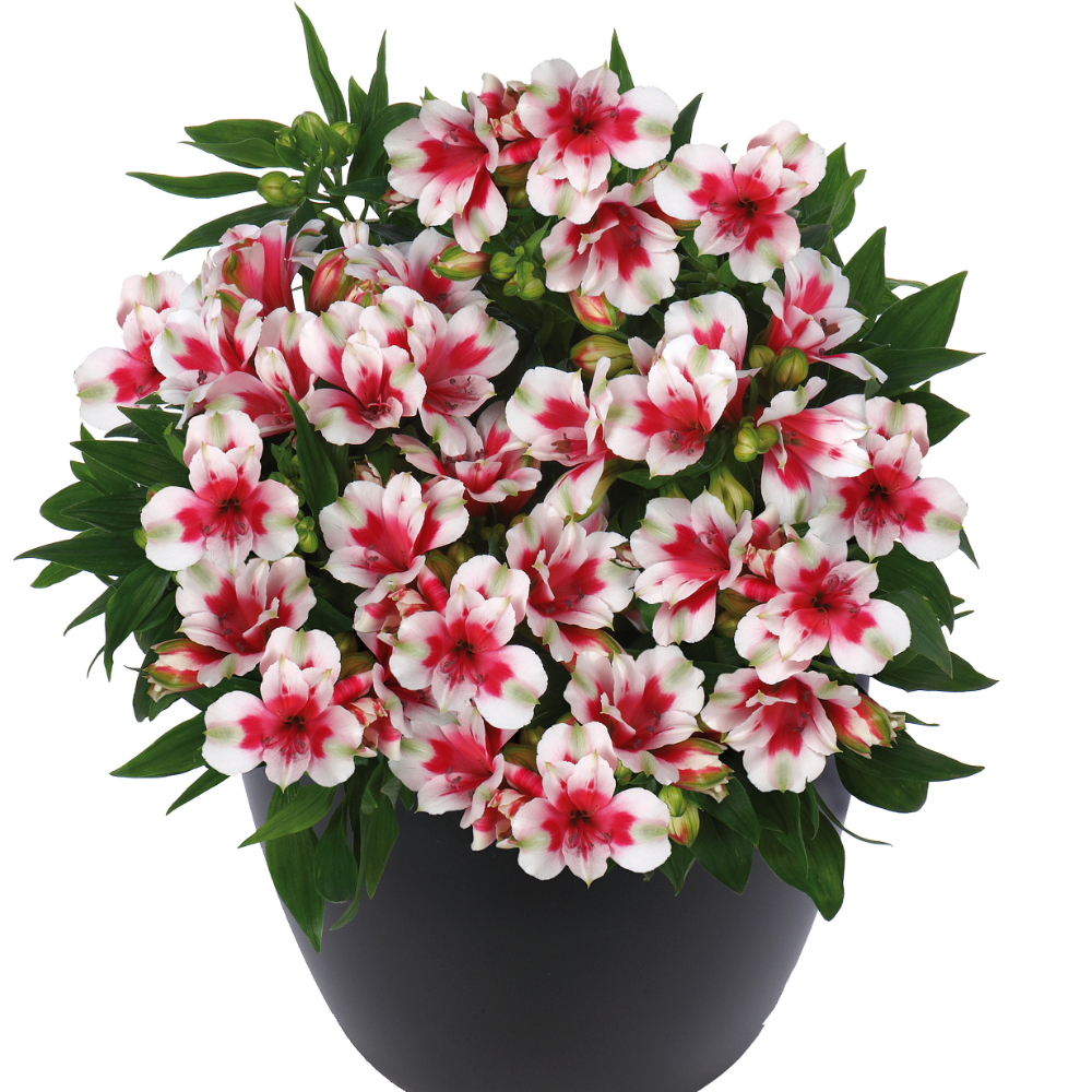 Alstroemeria Inticancha Maya