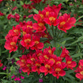 Alstromeria Inticancha Summer Pepper