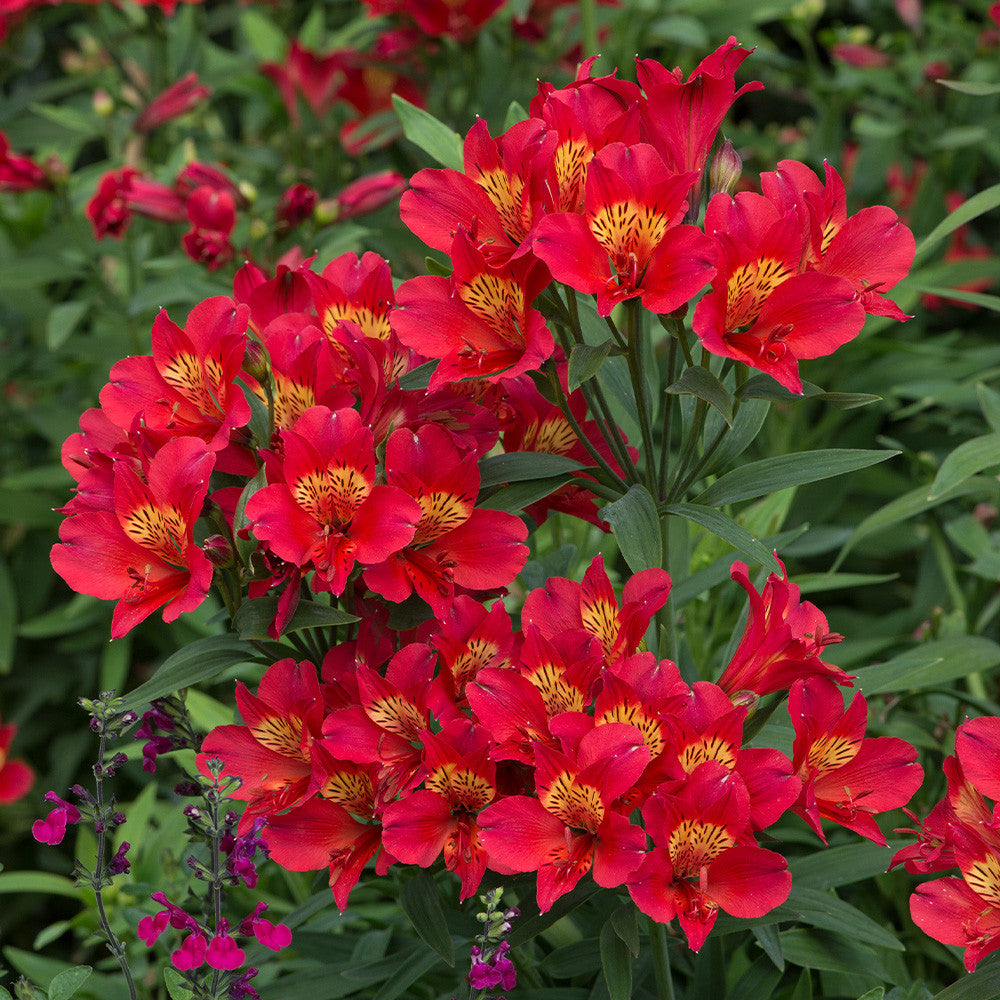 Alstromeria Inticancha Summer Pepper