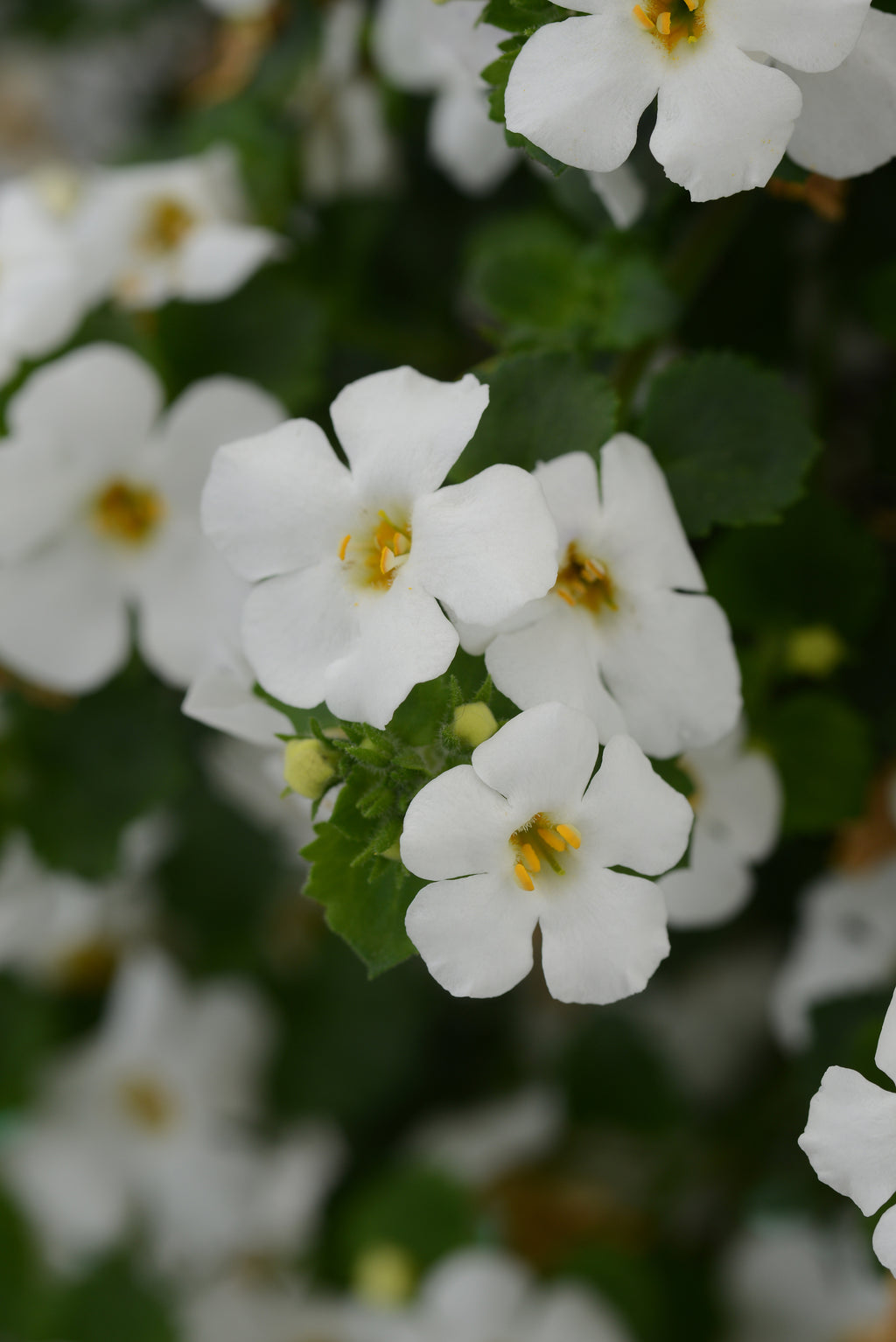 Barcopa Megacopa White