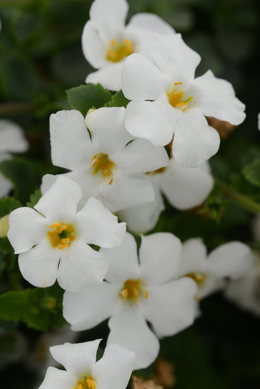 Barcopa Megacopa White