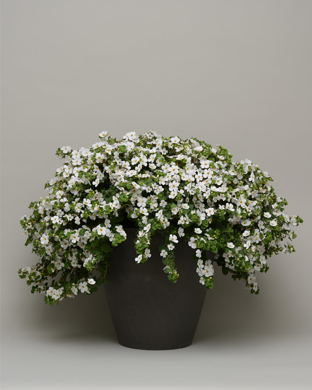Barcopa Megacopa White
