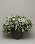 Barcopa Megacopa White