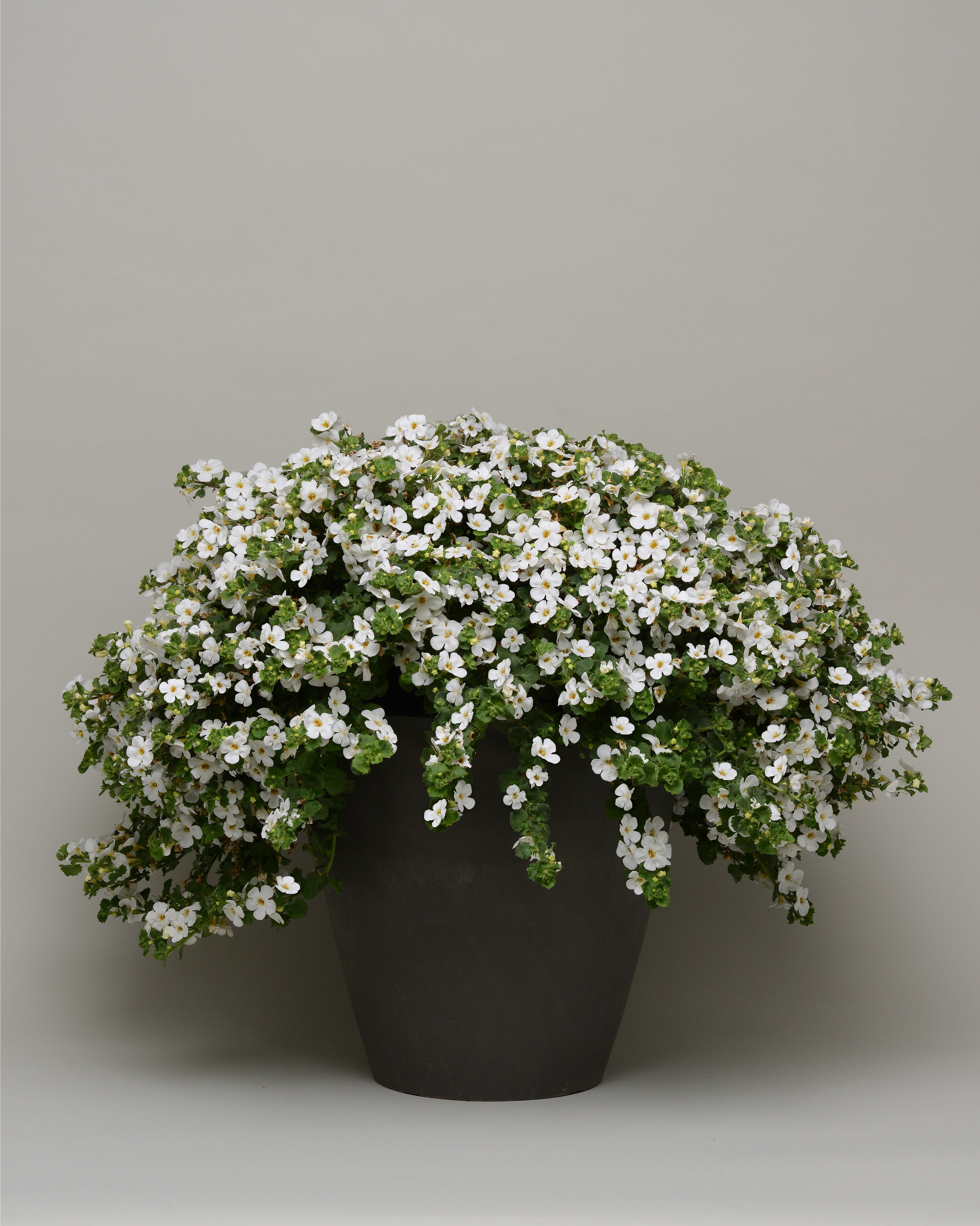 Barcopa Megacopa White