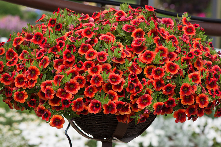 Calibrachoa Can-Can Oranch Punch