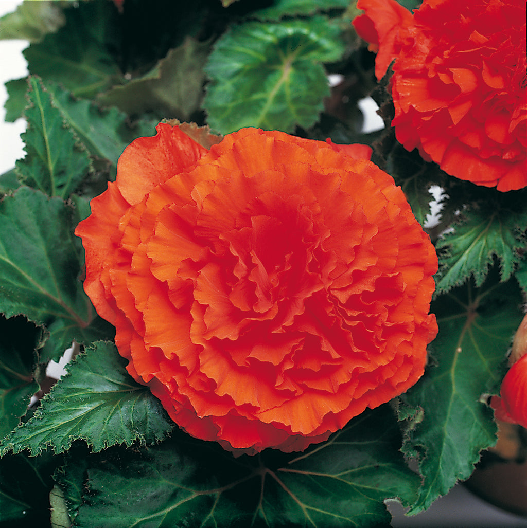 Begonia Tuberous Nonstop Orange