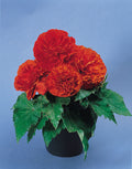 Begonia Tuberous Nonstop Orange