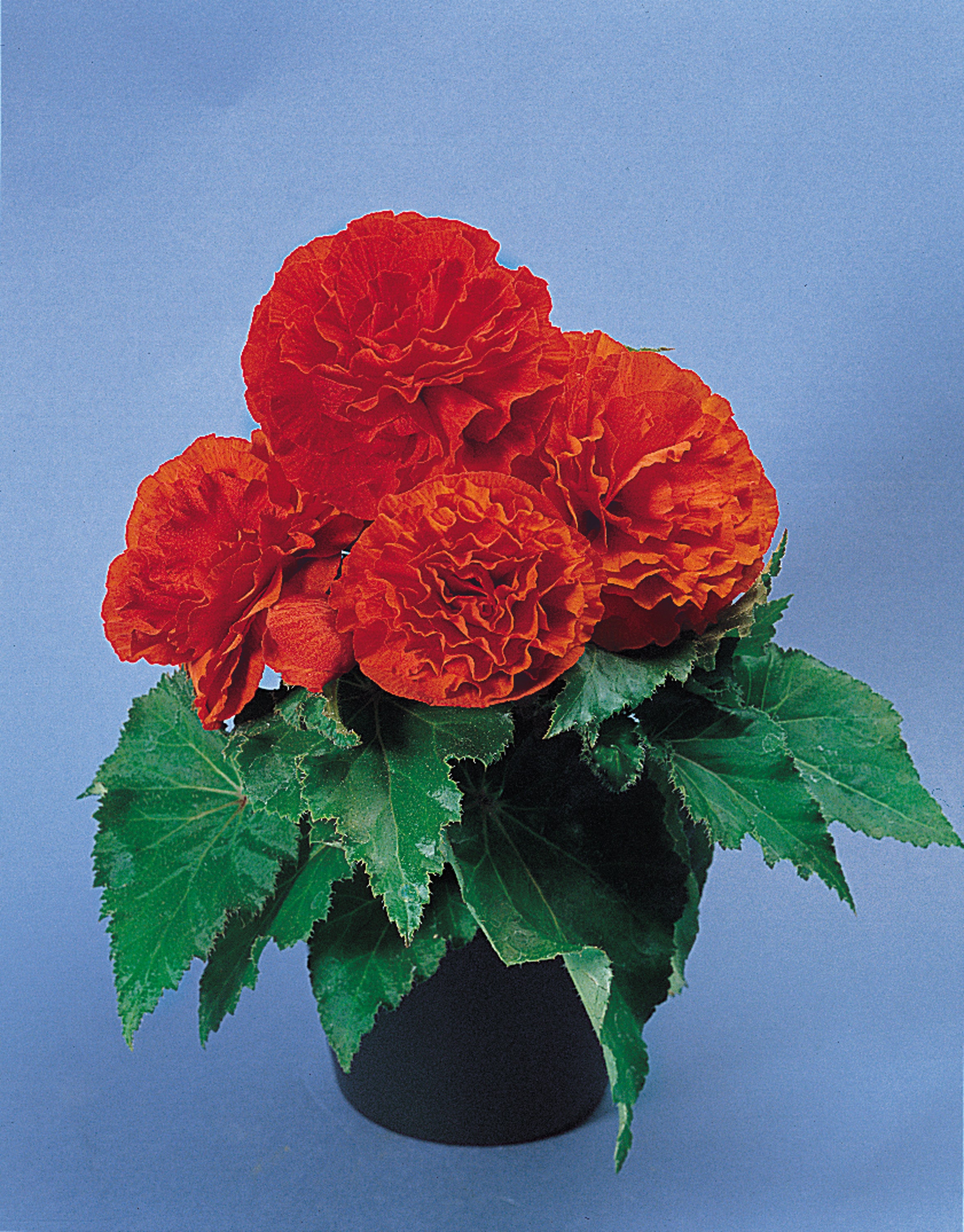 Begonia Tuberous Nonstop Orange