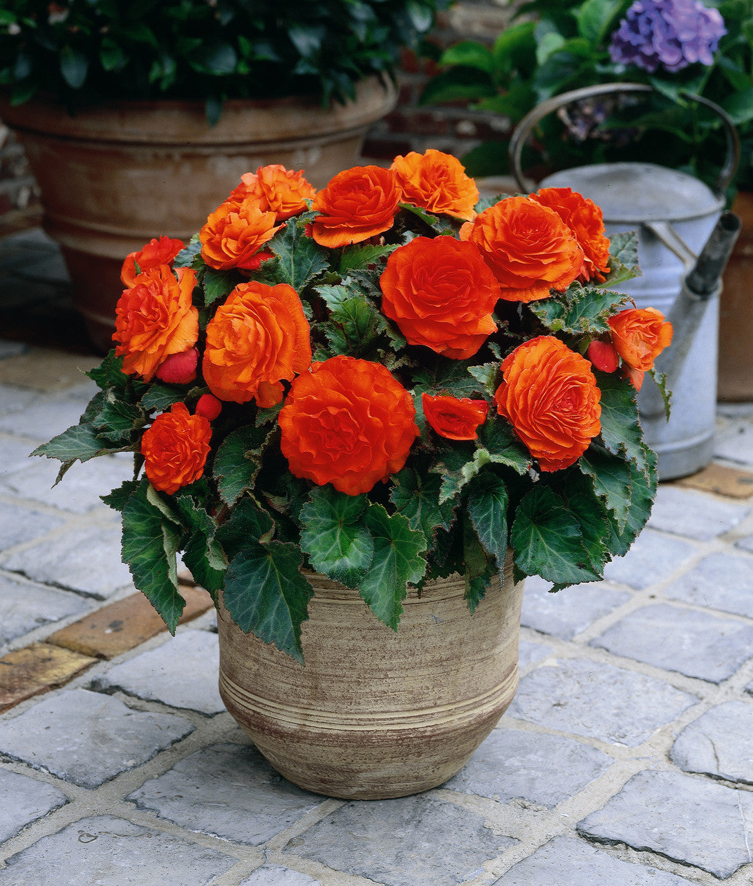 Begonia Tuberous Nonstop Orange
