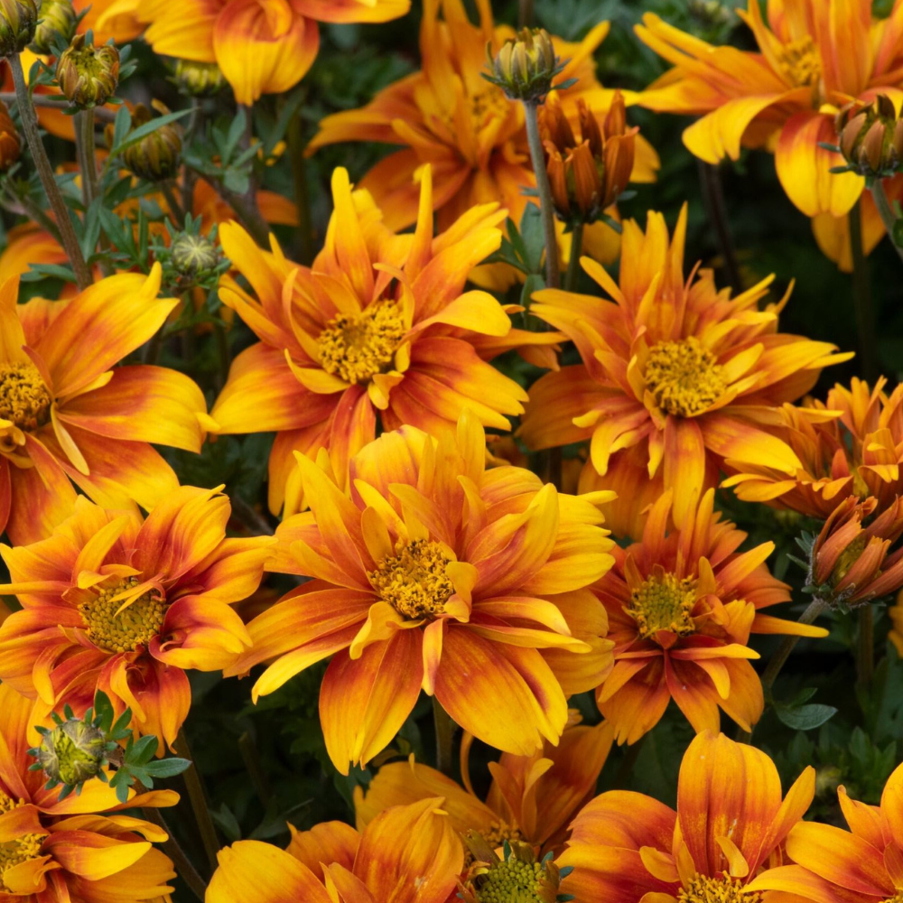 Bidens Bee Happy Double Orange
