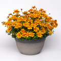Bidens Bee Happy Double Orange