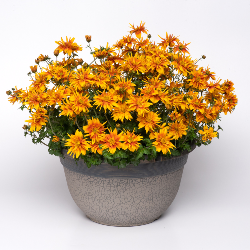 Bidens Bee Happy Double Orange