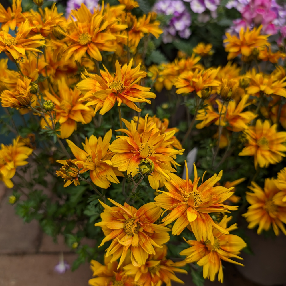 Bidens Bee Happy Double Orange