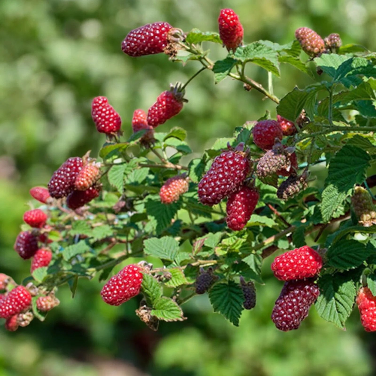 Tayberry Buckingham