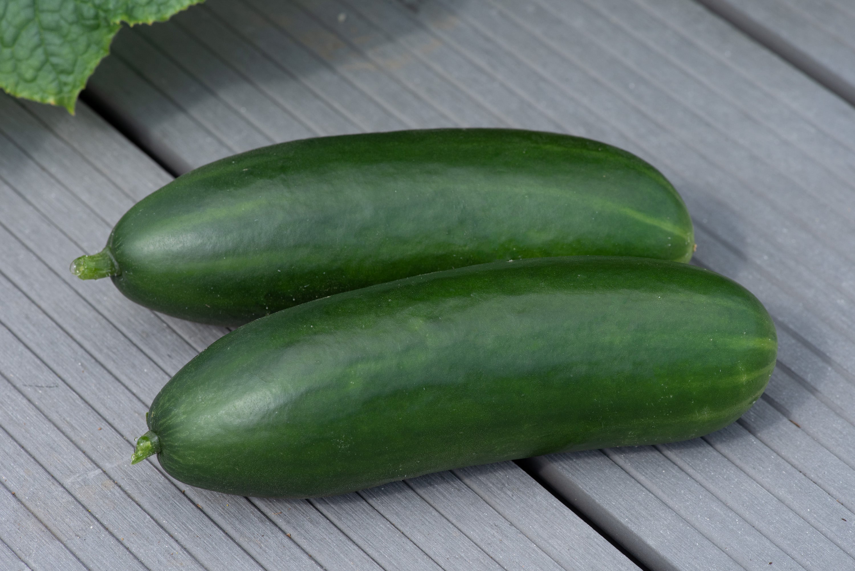 Cucumber MiniCrisp