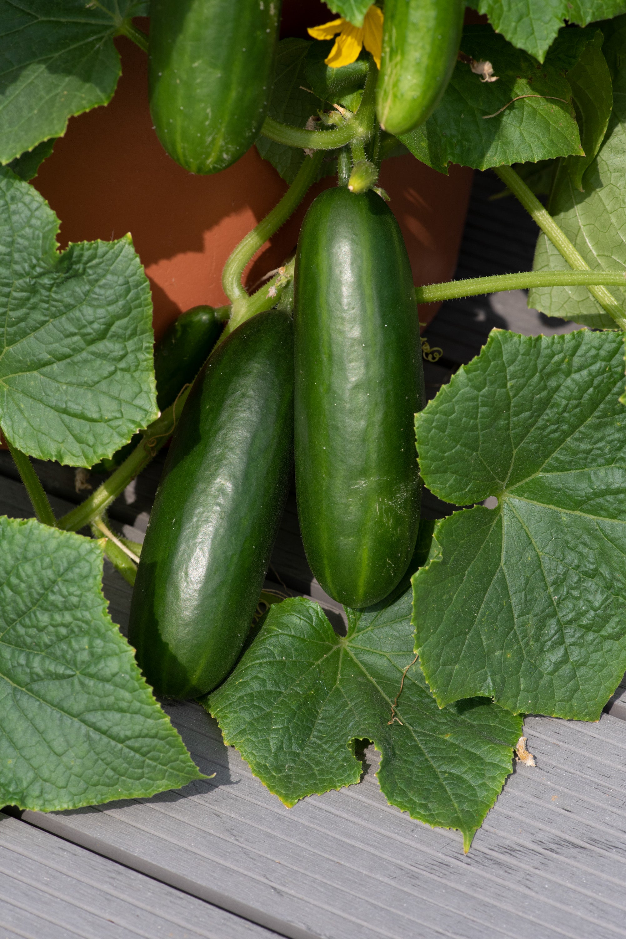 Cucumber MiniCrisp