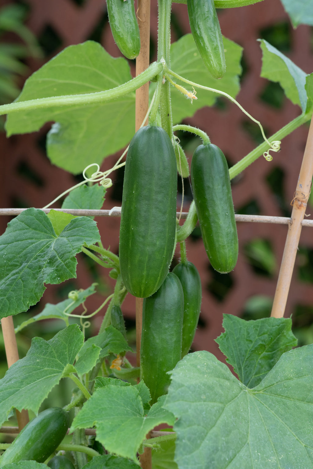 Cucumber MiniCrisp