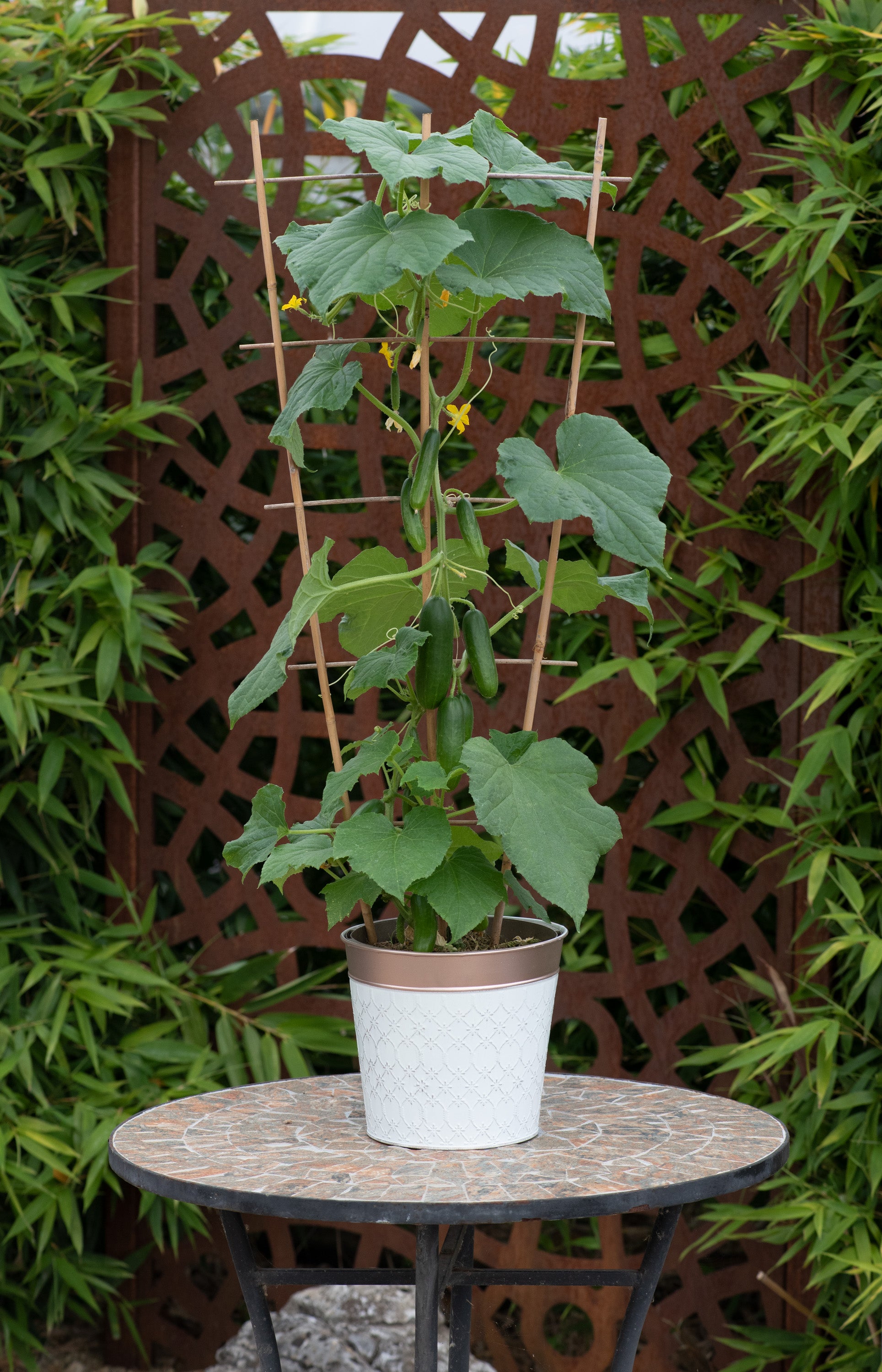 Cucumber MiniCrisp