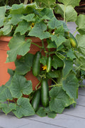 Cucumber MiniCrisp