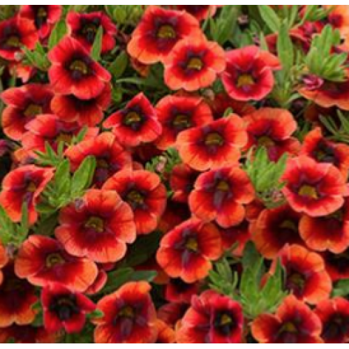 Calibrachoa Can-Can Oranch Punch