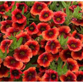 Calibrachoa Can-Can Oranch Punch