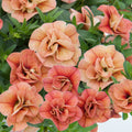 Calibrachoa Cabaret Double Apricote