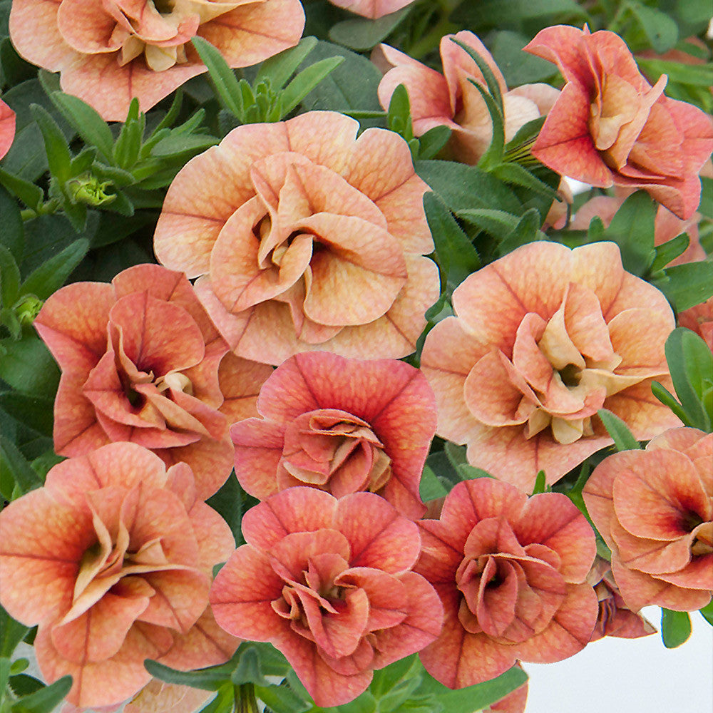 Calibrachoa Cabaret Double Apricote