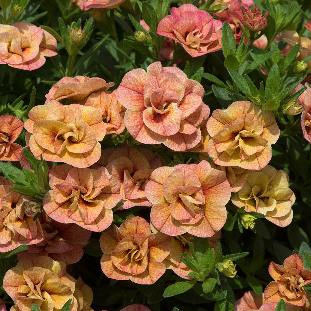Calibrachoa Cabaret Double Apricote