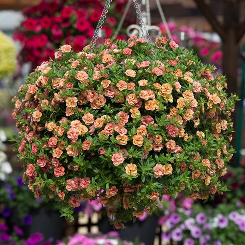 Calibrachoa Cabaret Double Apricote