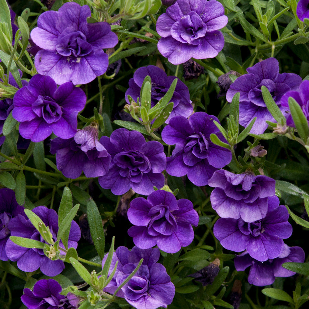 Calibrachoa Cabaret Double Blue