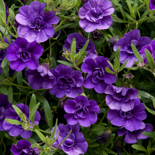 Calibrachoa Cabaret Double Blue