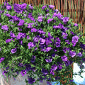 Calibrachoa Cabaret Double Blue