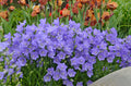 Campanula Takion Blue