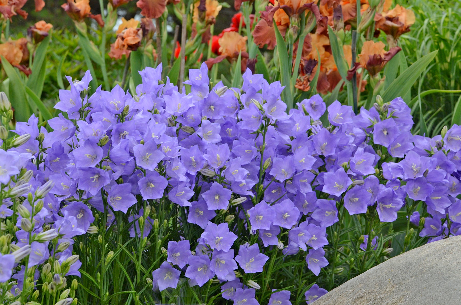 Campanula Takion Blue