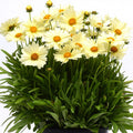 Coreopsis Uptick Cream