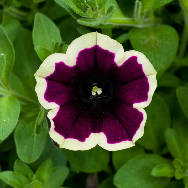 Petunia Cascadias Rim Majenta